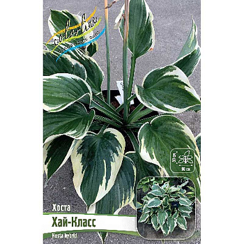 Хоста Хай-Класс 1 n 1 шт