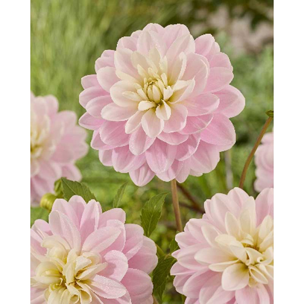 Георгина Брэкенридж Балерина I 1 шт