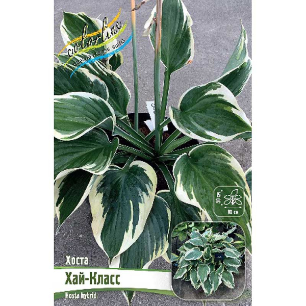 Хоста Хай-Класс 1 n 1 шт