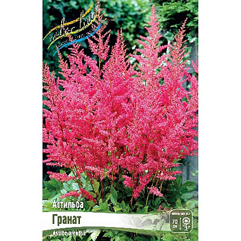Астильба Гранат 2/3 n 25 шт Биг-пак 6839