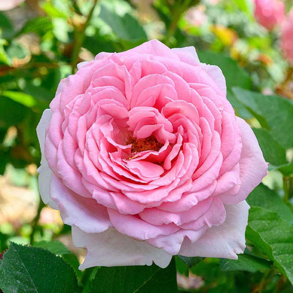 Роза плетистая Бьенвеню Садовита