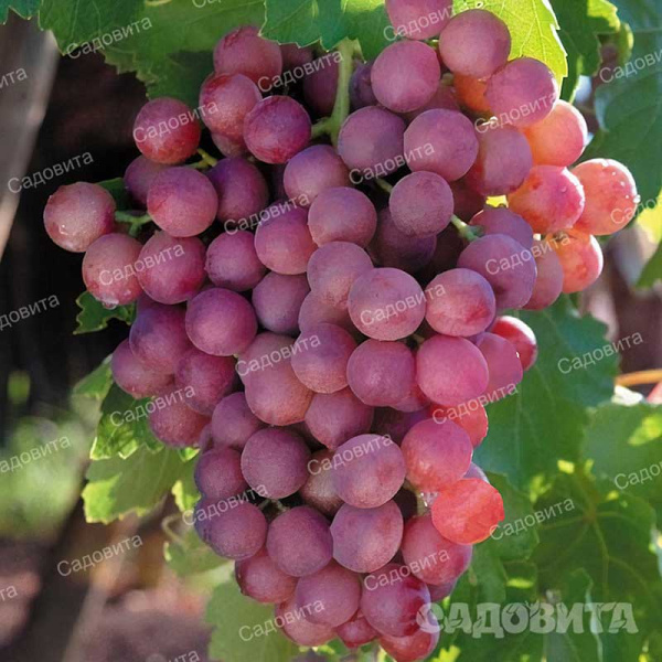 Виноград Новый русский среднеранний Садовита