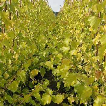 Берёза Повислая Голден Обелиск P14