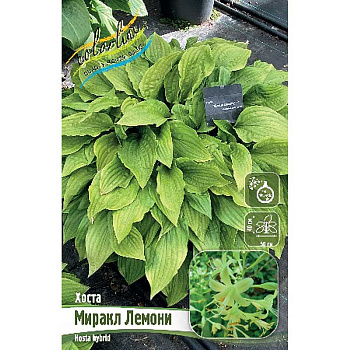 Хоста Миракл Лемони 1 n 15 шт Биг-пак 5998 