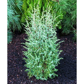 Можжевельник Обыкновенный Хиберника P9