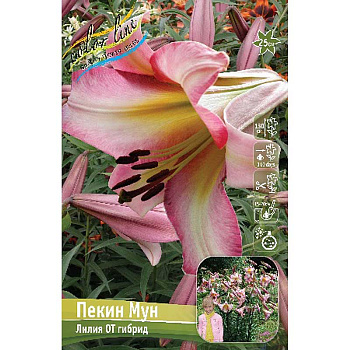 Лилия Пекин Мун 16/18 25 шт Биг-Пак 14803 