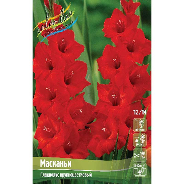 Гладиолус Масканьи 10/12 10 шт 