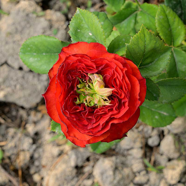 Роза Чайно-гибридная Рэд Ай Садовита