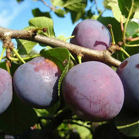 Слива Памяти Путова Садовита