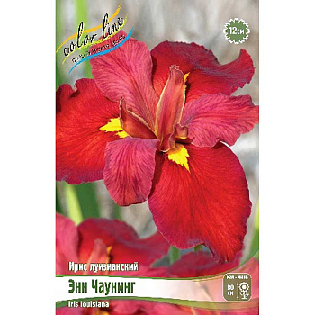 Ирис Луизианский Энн Чаунинг I 1 шт