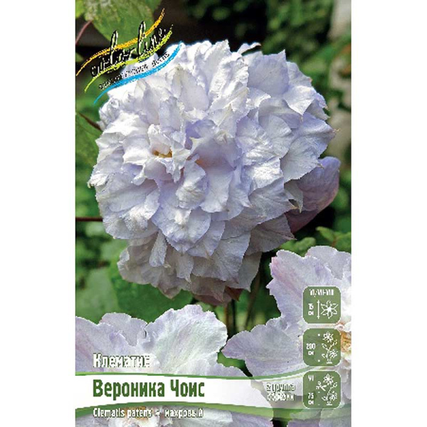 Клематис Вероника Чоис I 2 шт