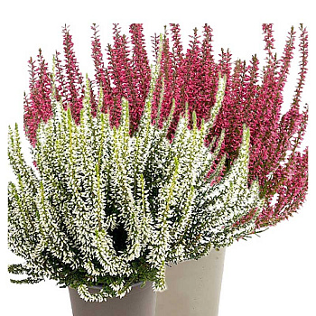 1469 Вереск Обыкновенный Твин (Патрисия-Хелена) P12 конт. шт