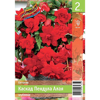 Бегония Каскад Пендула Алая 4/5 2 Эконом шт