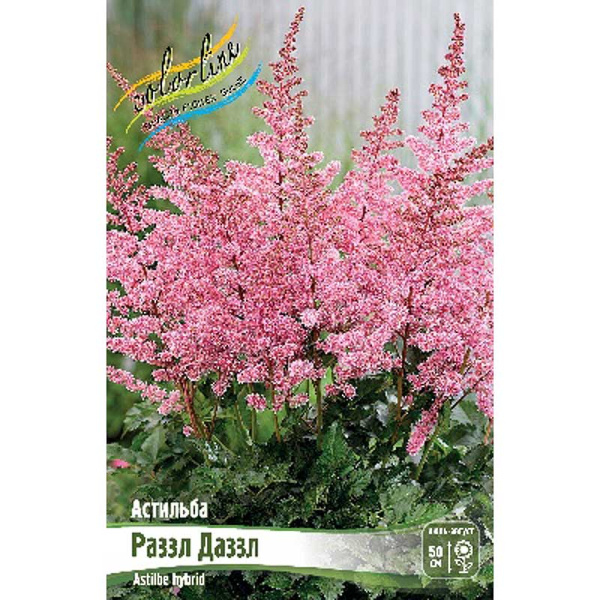 Астильба Раззл Даззл 2/3 n 25 шт Биг-Пак 4057