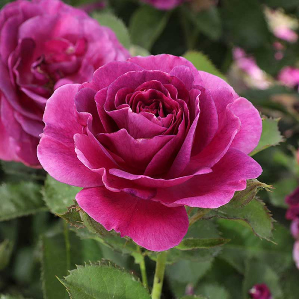 Роза флорибунда Минерва Садовита