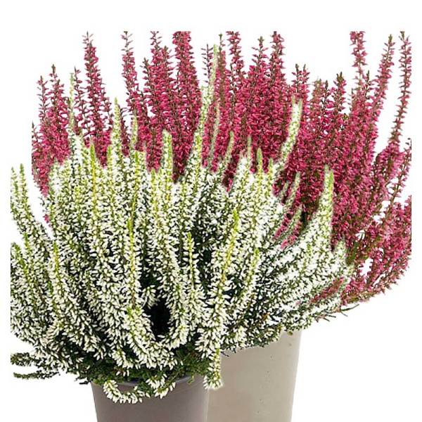 1469 Вереск Обыкновенный Твин (Патрисия-Хелена) P12 конт. шт