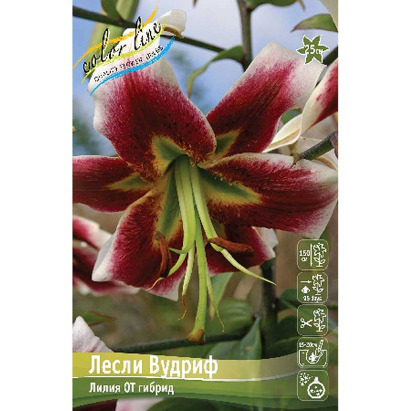 Лилия Лесли Вудриф 12/14 25 шт Биг-пак 10511