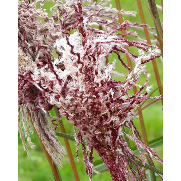 Мискантус Букле 2/3 1 шт