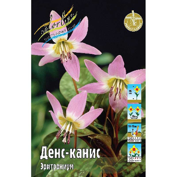 12047 Шоу-Бокс Эритрониум Денс-Канис I 40 шт