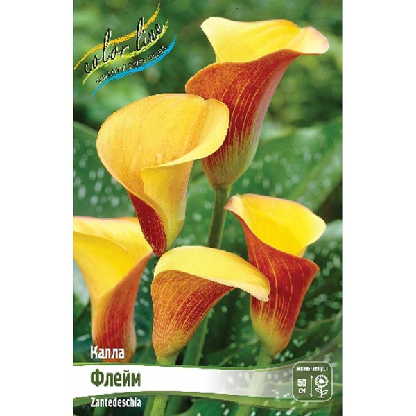 Калла Флейм 12/14 30 шт Шоу-бокс 8718