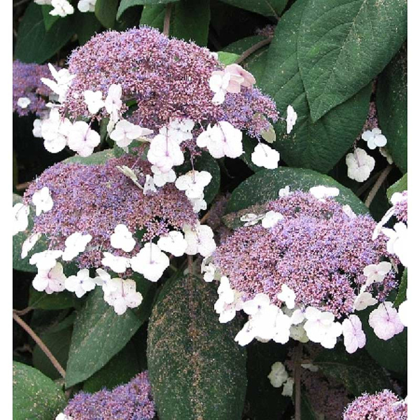 Гортензия Шершавая Саржента P9