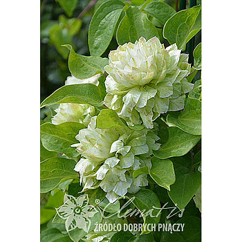 Клематис Кохана P9 шт