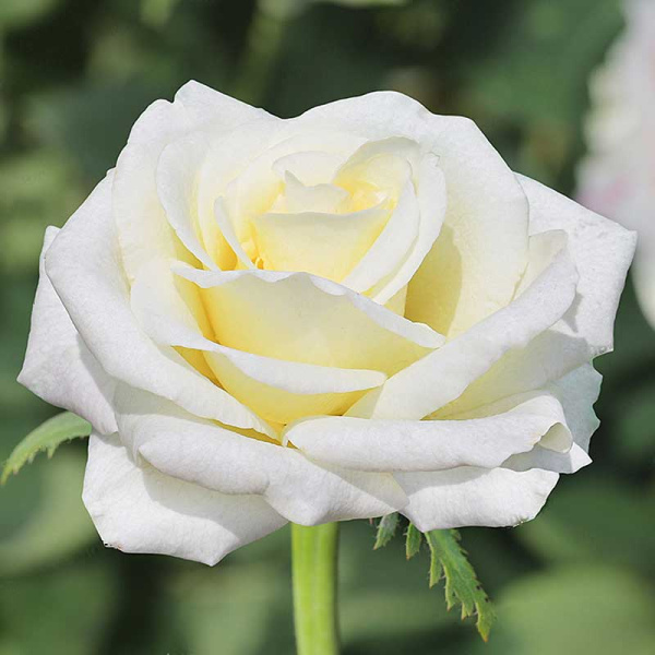 Роза чайно-гибридная Белый шоколад Садовита