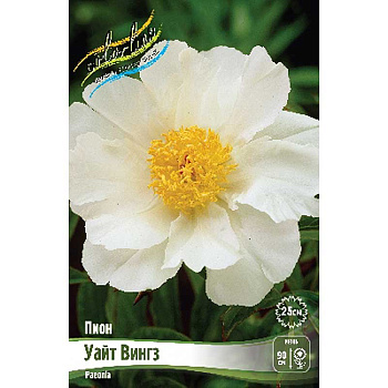 Пион Уайт Вингз 2/3 n 25 шт Биг-пак 8036