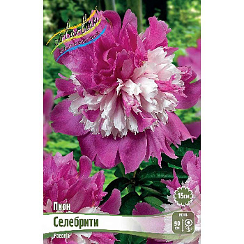 Пион Селебрити 2/3 n 15 шт Биг-Пак 7975 