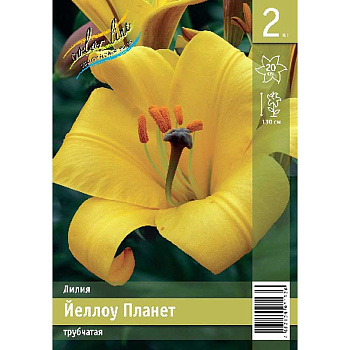 Лилия Йеллоу Планет 12/14 2 Эконом шт
