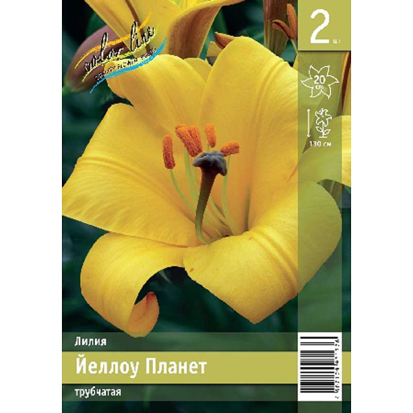 Лилия Йеллоу Планет 12/14 2 Эконом шт