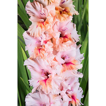 Гладиолус Утренняя Нега 8/10 5 шт, Садовита 