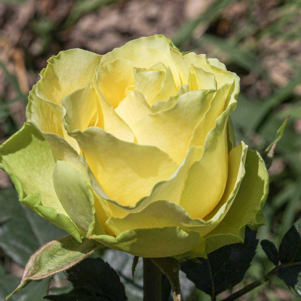 Роза чайно-гибридная Жади Садовита