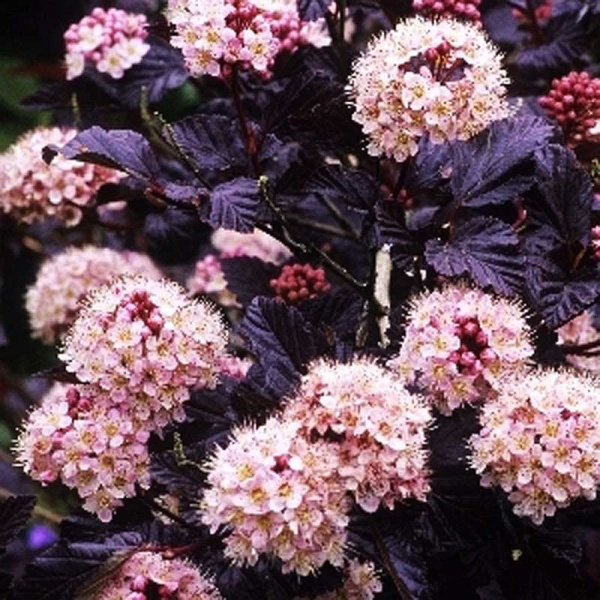 Пузыреплодник Калинолистный Ред Барон C1.5