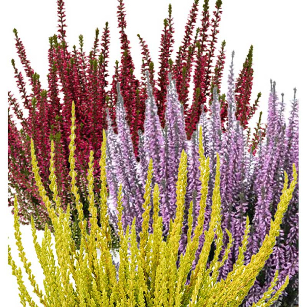 16744 Вереск Обыкновенный Трио Герлс (Афина-Хильда-Зельда) P12 конт. шт