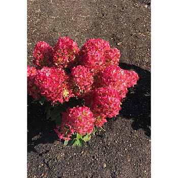 Гортензия Метельчатая Литтл Роузи P8