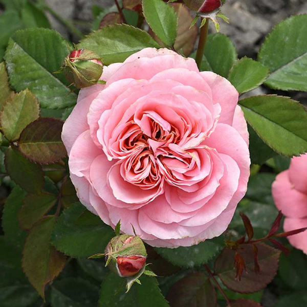 Роза Чайно-гибридная Кэнди Экспрешн Садовита