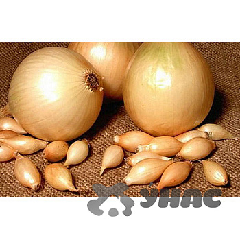 Лук-севок КУПИДО 10-21 25кг +/-5% (цена за мешок) 