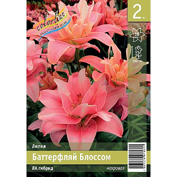 Лилия Баттерфляй Блоссом 18/20 2 Эконом шт