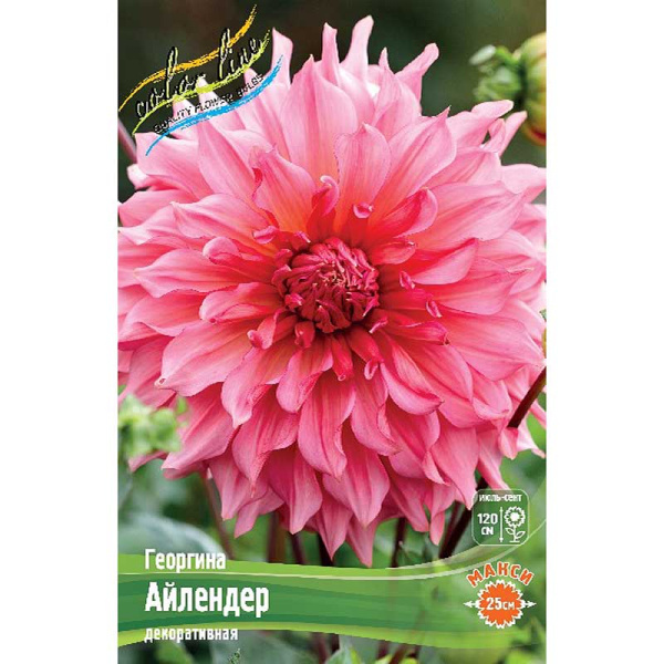 Георгина Айлендер I 1 шт 