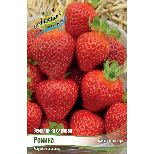 Земляника Садовая Ромина A 5 шт 