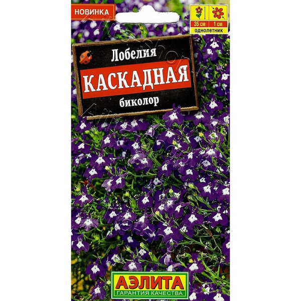 Лилия Фантом Джой 11/12 7 шт 