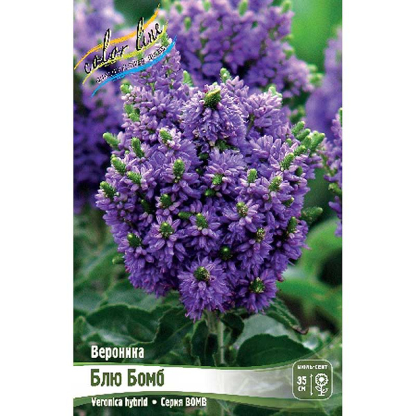 Вероника Блю Бомб I 1 шт