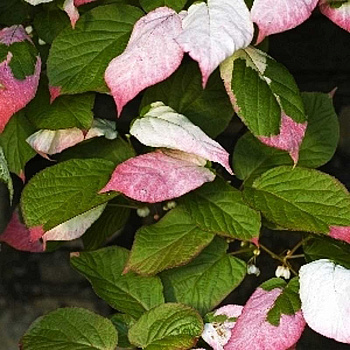 Актинидия Коломикта Доктор Жимановский P9