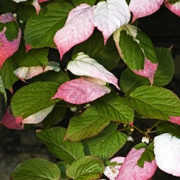 Актинидия Коломикта Доктор Жимановский P9