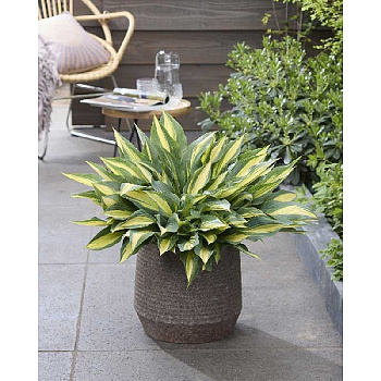 10764 Биг-Пак Хоста Голден Спеар I 25 шт 