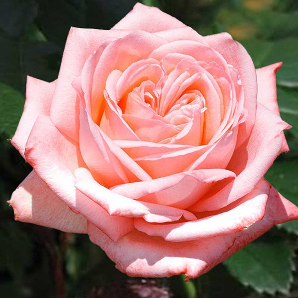 Роза чайно-гибридная Пикуба Садовита