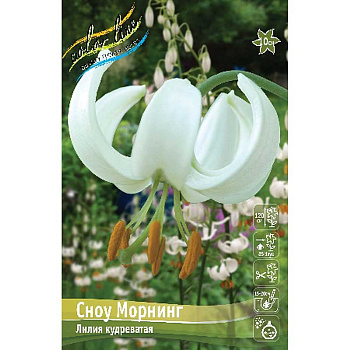 Лилия Сноу Морнинг 14/16 2 шт 