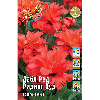 1245 Шоу-Бокс Тюльпан Дабл Ред Ридинг Худ 11/12 75 шт