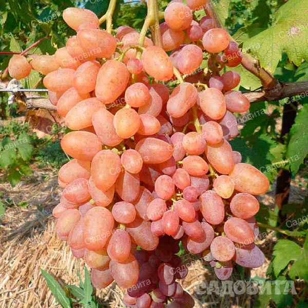 Виноград Находка Кишмиш ранний Садовита